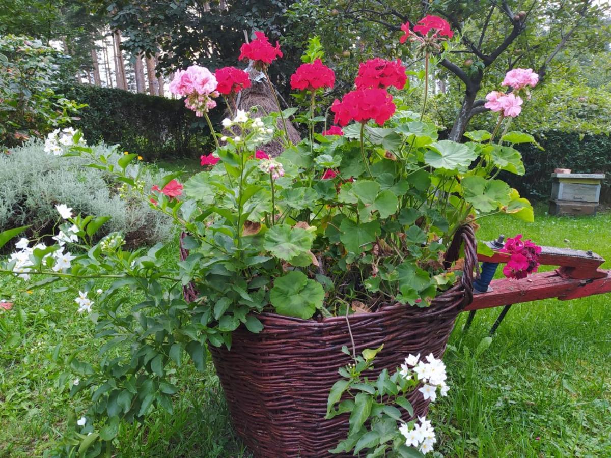 Apartmani Milic Sirogojno エクステリア 写真